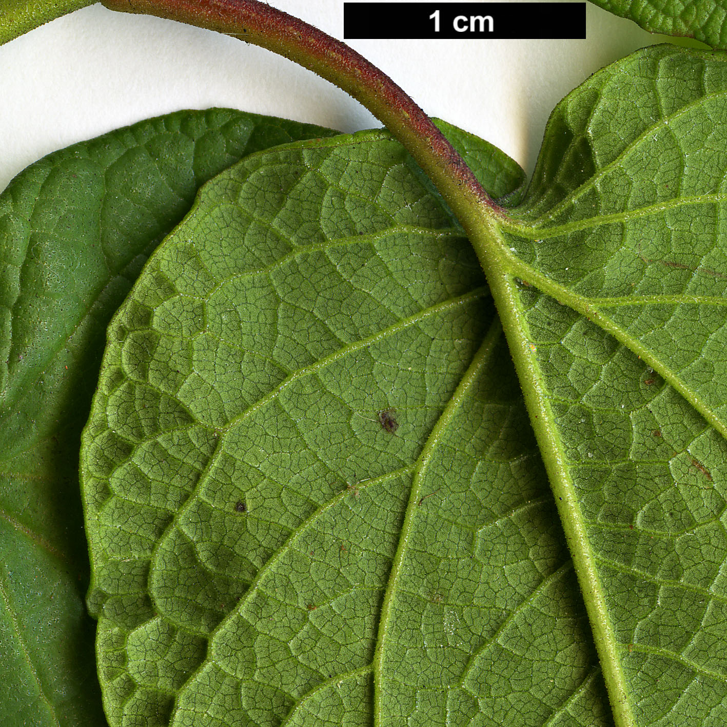 High resolution image: Family: Cistaceae - Genus: Cistus - Taxon: populifolius - SpeciesSub: subsp. populifolius High resolution image: Family: Cistaceae - Genus: Cistus - Taxon: populifolius - SpeciesSub: subsp. populifolius